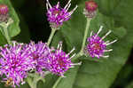 Baldwin's ironweed